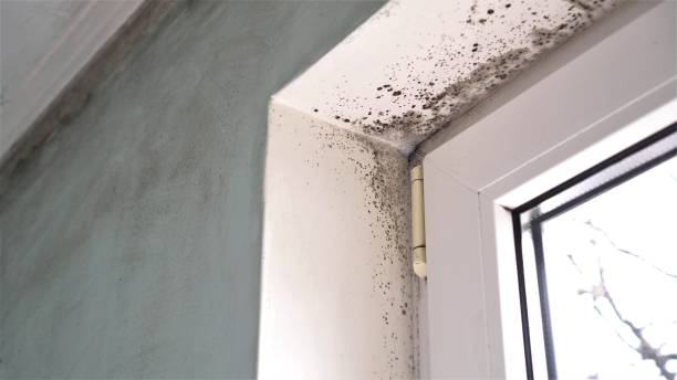 Best Attic Mold Removal  in Clear Lake Shores, TX