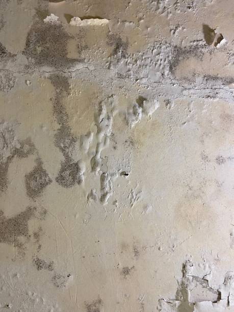 Reliable Clear Lake Shores, TX Mold Removal Solutions