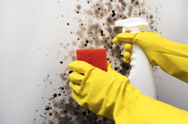 Mold Testing and Removal in Clear Lake Shores, TX