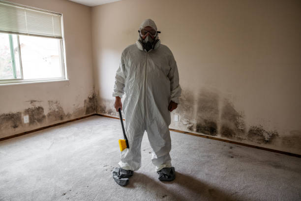 Attic Mold Removal in Clear Lake Shores, TX